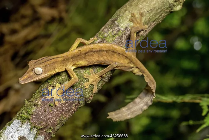 : Striped lined leaf-tailed gecko (Uroplatus lineatus) : Striped lined leaf-tailed gecko (Uroplatus lineatus)