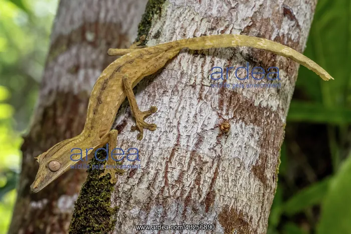  : Striped lined leaf-tailed gecko (Uroplatus lineatus)