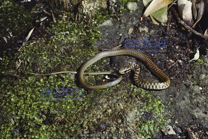 : Striped Lizard Eater : Striped Lizard Eater