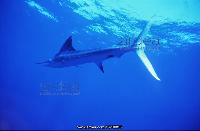 : Striped Marlin : Striped Marlin