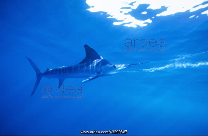 : Striped Marlin - sideview : Striped Marlin - sideview