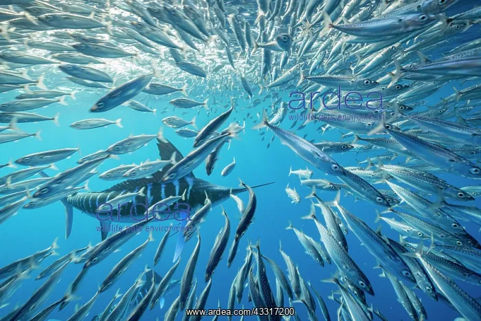 : Striped marlin (Tetrapturus audax) feeding on sa : Striped marlin (Tetrapturus audax) feeding on sa