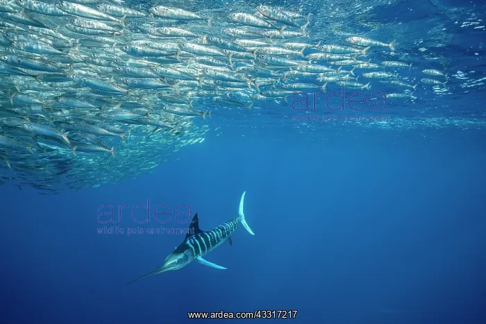 : Striped marlin (Tetrapturus audax) feeding on sa : Striped marlin (Tetrapturus audax) feeding on sa