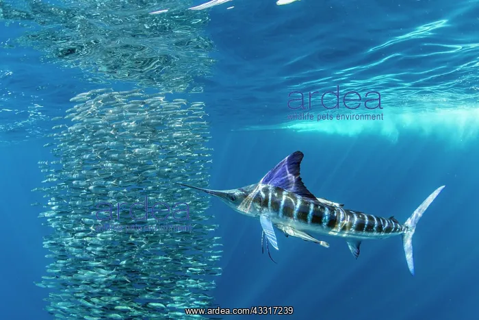 : Striped marlin (Tetrapturus audax) feeding on sa : Striped marlin (Tetrapturus audax) feeding on sa