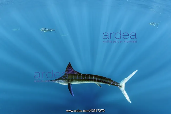  : Striped marlin (Tetrapturus audax) feeding on sa