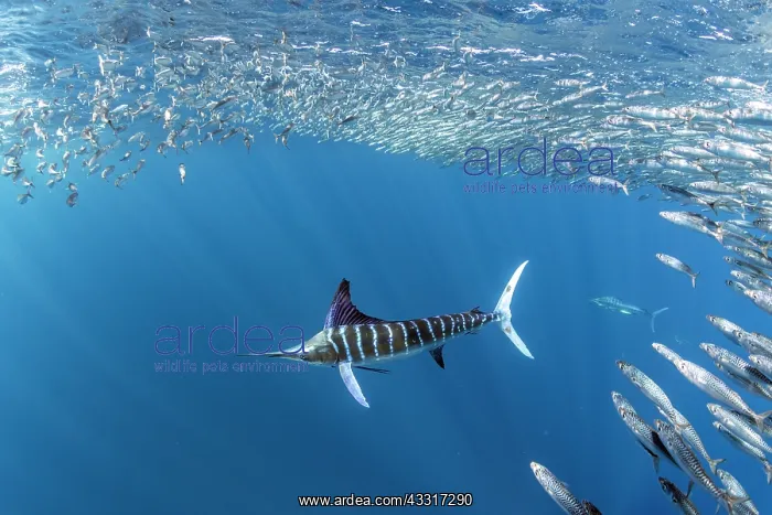 : Striped marlin (Tetrapturus audax) feeding on sa : Striped marlin (Tetrapturus audax) feeding on sa