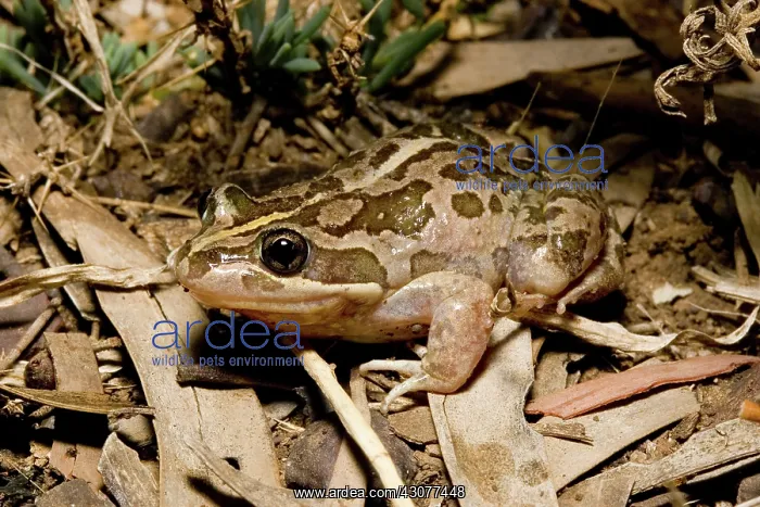 : Striped marsh frog : Striped marsh frog