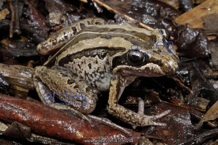 : Striped Marsh Frog : Striped Marsh Frog