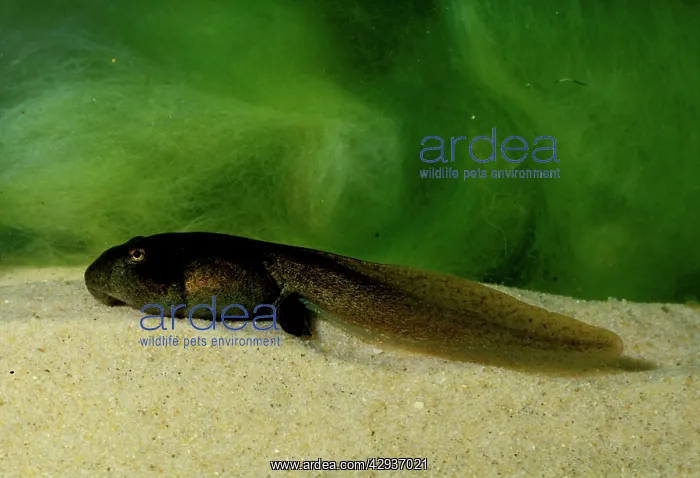 : Striped marsh frog - advanced tadpole. Life cycle 5 / 6 : Striped marsh frog - advanced tadpole. Life cycle 5 / 6
