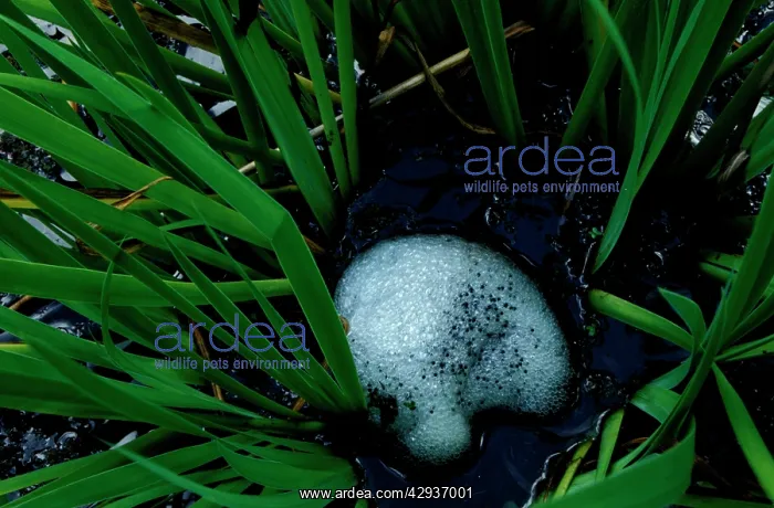 : Striped marsh frog - frothy 'raftI with eggs embedded : Striped marsh frog - frothy 'raftI with eggs embedded