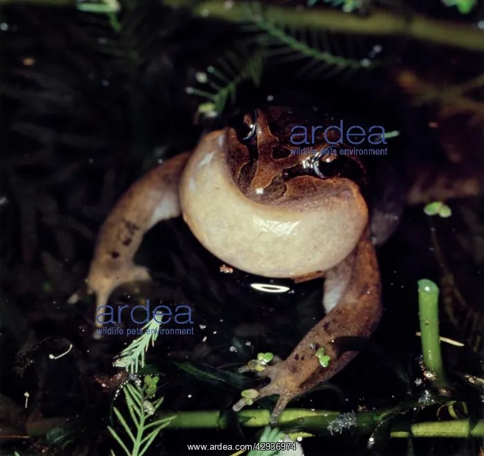 : Striped marsh frog - male, calling : Striped marsh frog - male, calling