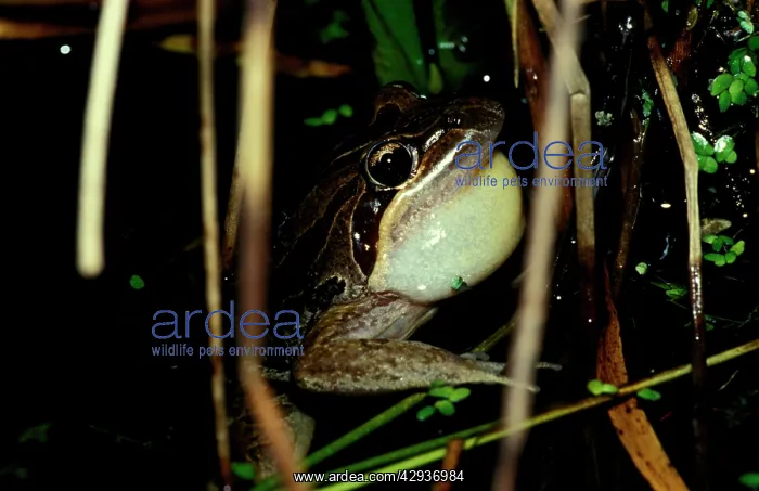  : Striped marsh frog - male, calling