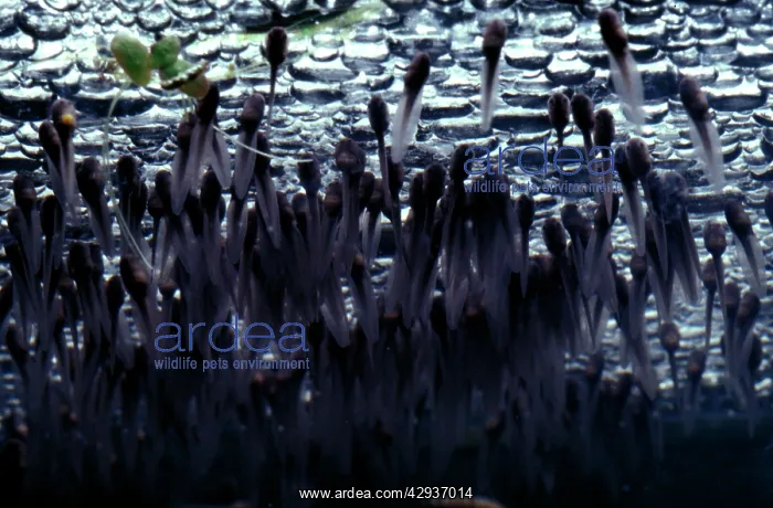 : Striped marsh frog - newly-hatched tadpoles clinging : Striped marsh frog - newly-hatched tadpoles clinging