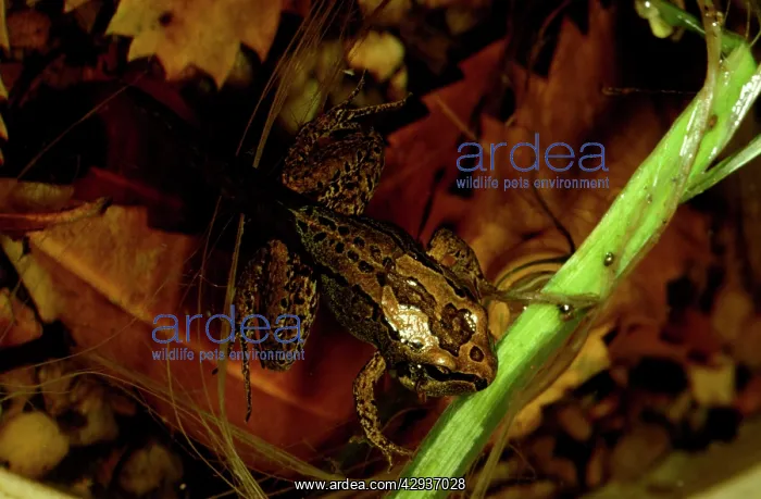 : Striped marsh frog - young frog still with tail : Striped marsh frog - young frog still with tail