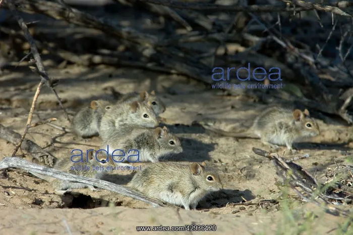 : Striped Mice - Individuals aggregating under bushes : Striped Mice - Individuals aggregating under bushes