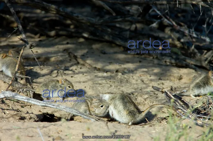 : Striped Mice - Individuals aggregating and grooming : Striped Mice - Individuals aggregating and grooming