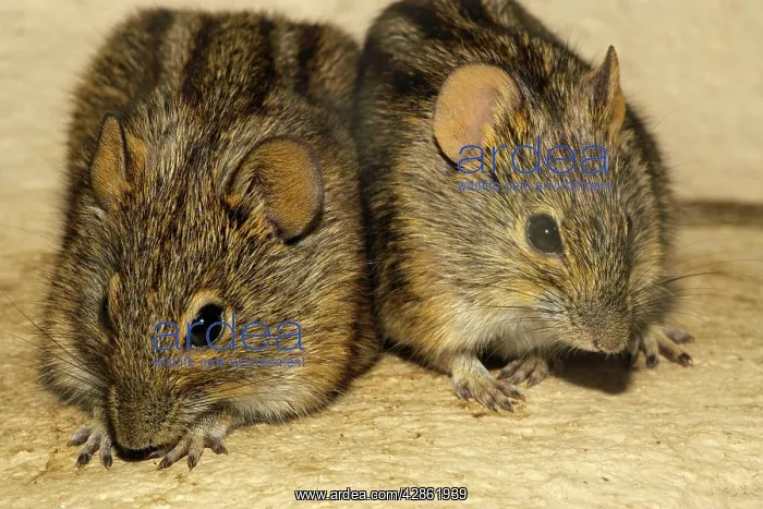 : Striped Mouse : Striped Mouse