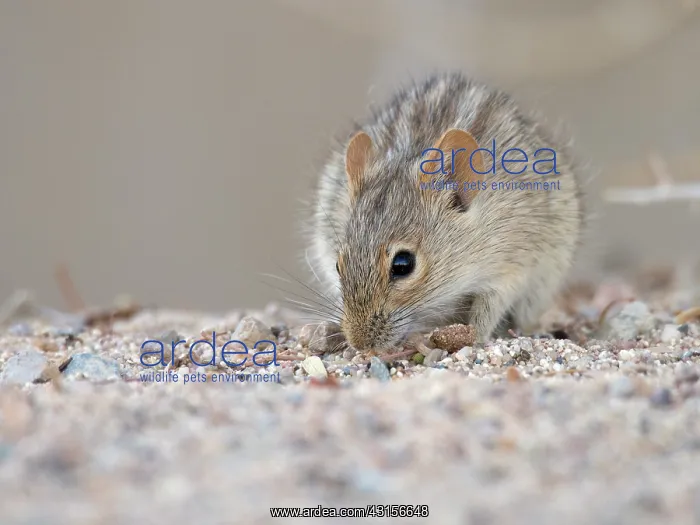 : Striped mouse : Striped mouse