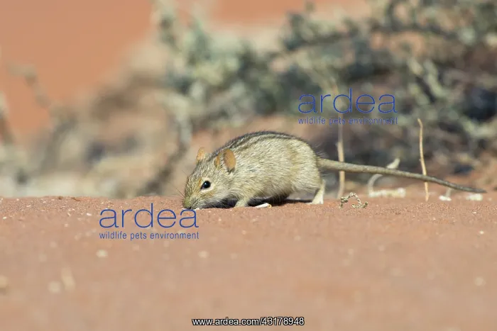 : Striped mouse : Striped mouse
