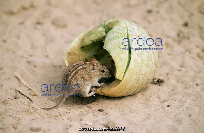 : Striped Mouse - Eating tsama melon : Striped Mouse - Eating tsama melon