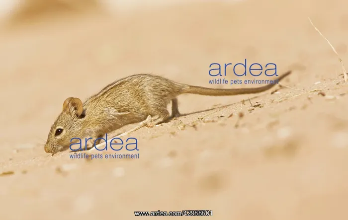 : Striped mouse / Four-striped Mouse. in the Kalahari : Striped mouse / Four-striped Mouse. in the Kalahari