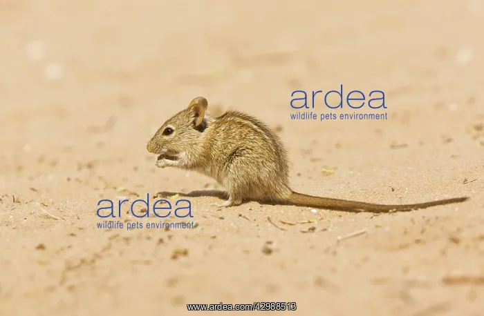 : Striped mouse / Four-striped Mouse. in the Kalahari : Striped mouse / Four-striped Mouse. in the Kalahari