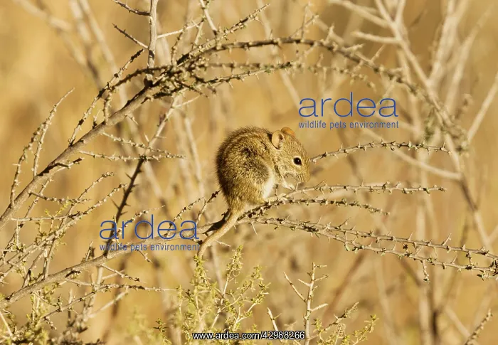 : Striped Mouse / Four-striped Mouse. Kalahari Desert : Striped Mouse / Four-striped Mouse. Kalahari Desert