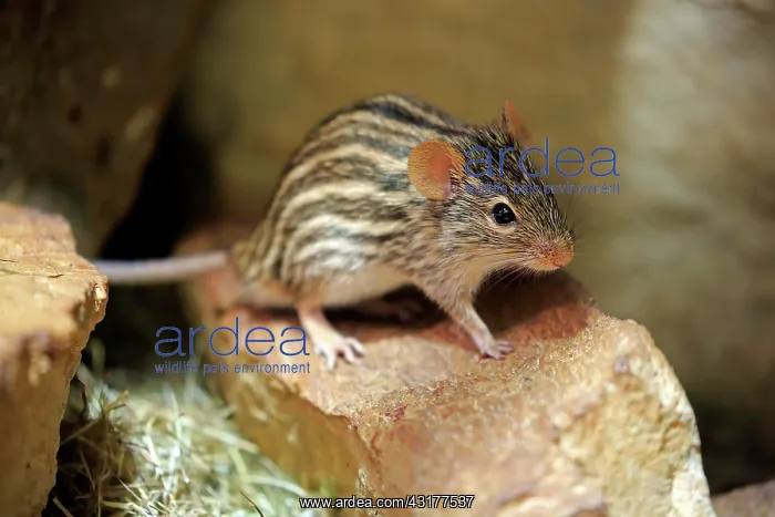 : Striped mouse (Lemniscomys barbarus), adult, on : Striped mouse (Lemniscomys barbarus), adult, on