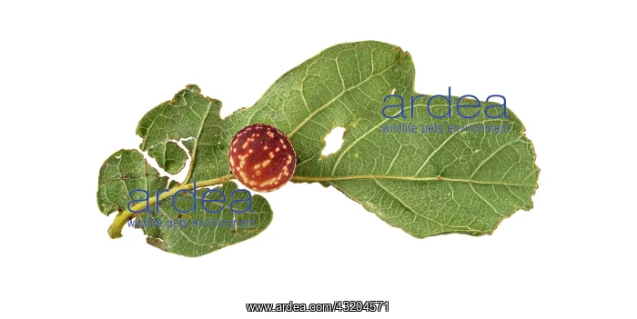 : Striped oak gall wasp (Cynips longiventris), gall : Striped oak gall wasp (Cynips longiventris), gall