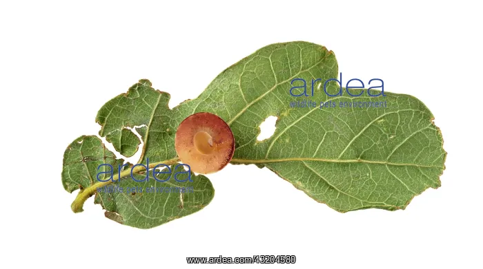 : Striped oak gall wasp (Cynips longiventris), gall : Striped oak gall wasp (Cynips longiventris), gall