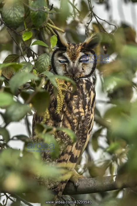 : Striped Owl (Pseudoscops clamator) wetland El Burro : Striped Owl (Pseudoscops clamator) wetland El Burro