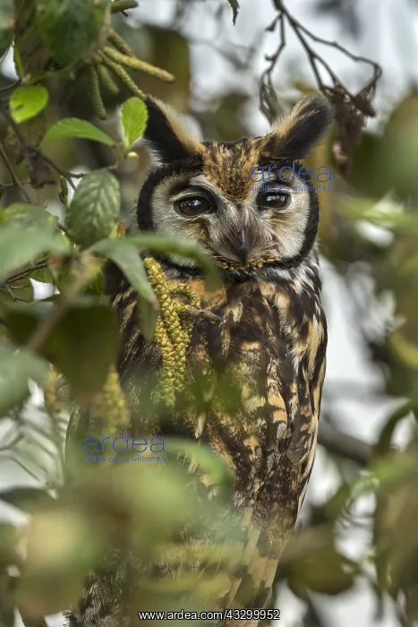 : Striped Owl (Pseudoscops clamator) wetland El Burro : Striped Owl (Pseudoscops clamator) wetland El Burro
