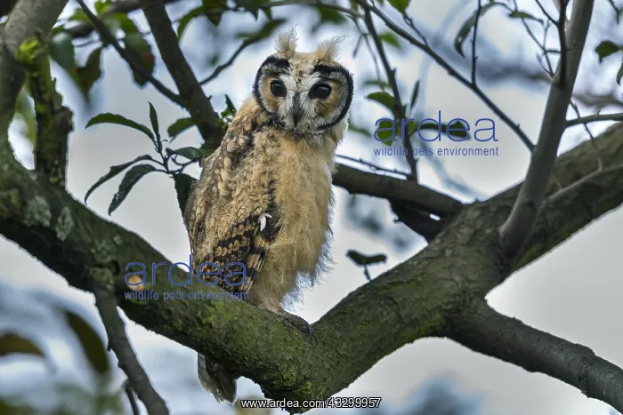 : Striped Owl (Pseudoscops clamator) wetland El Burro : Striped Owl (Pseudoscops clamator) wetland El Burro