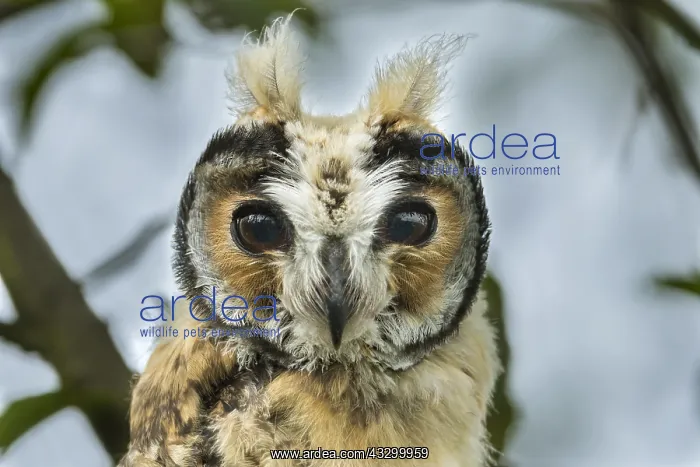 : Striped Owl (Pseudoscops clamator) wetland El Burro : Striped Owl (Pseudoscops clamator) wetland El Burro