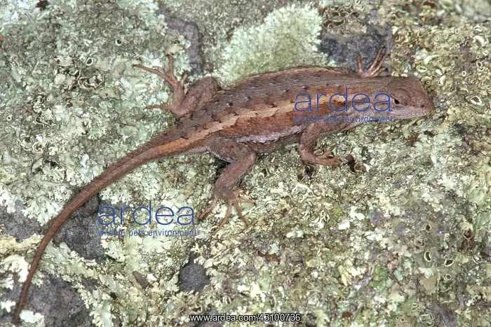  : Striped Plateau Lizard