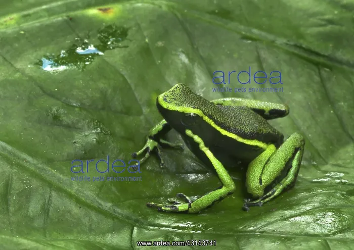 : Three Striped Poison Frog : Three Striped Poison Frog