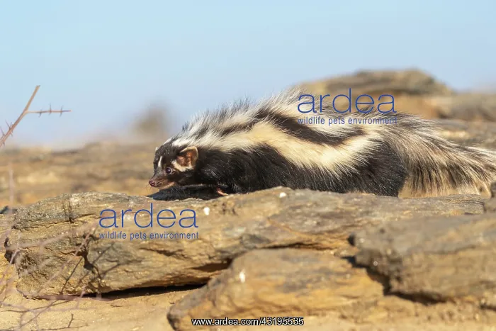 : Striped polecat or African Polecat (Ictonyx striatus) : Striped polecat or African Polecat (Ictonyx striatus)
