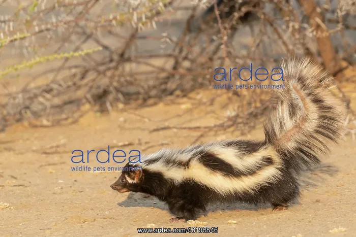 : Striped polecat or African Polecat (Ictonyx striatus) : Striped polecat or African Polecat (Ictonyx striatus)