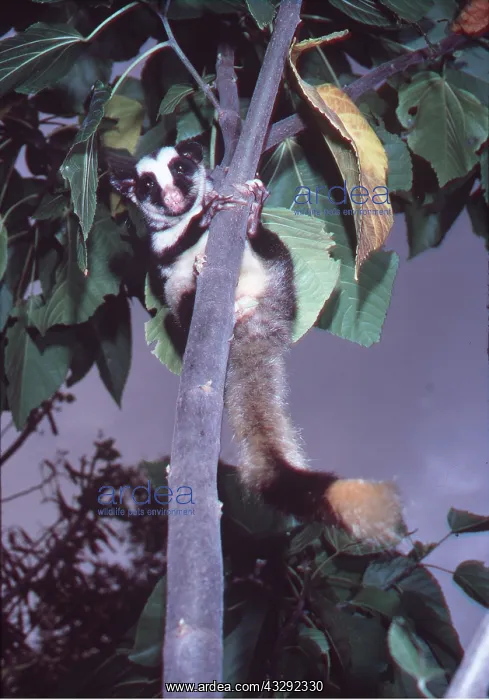 : Striped POSSUM - in tree : Striped POSSUM - in tree