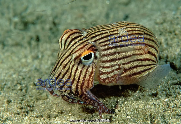 : Striped Pyjama SQUID - surrounded by Mysid shrimp : Striped Pyjama SQUID - surrounded by Mysid shrimp