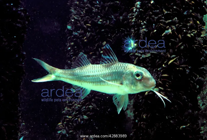 : Striped Red Mullet Fish - Underwater : Striped Red Mullet Fish - Underwater