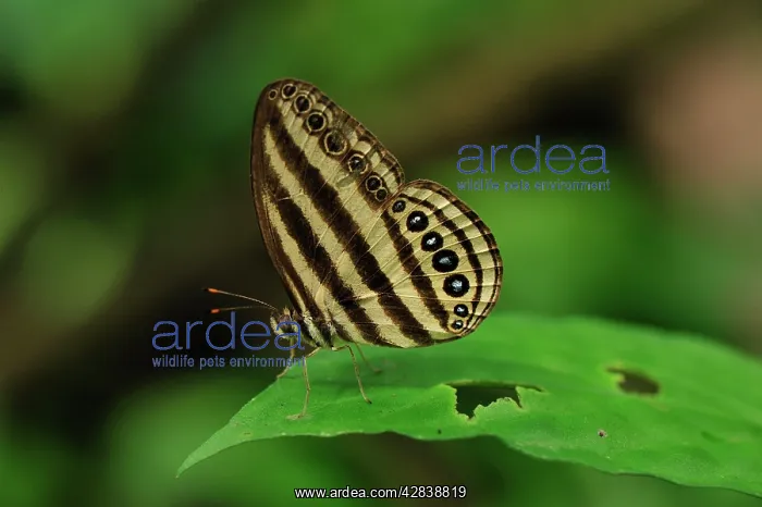 : Striped Ringlet : Striped Ringlet