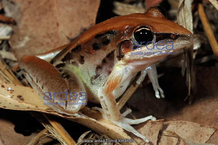 : Striped Rocket Frog (Litoria nasuta) : Striped Rocket Frog (Litoria nasuta)