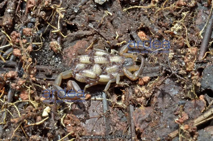 : Striped Scorpion With Young : Striped Scorpion With Young