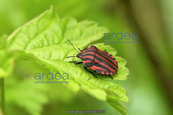 : Striped Shield Bug (Graphosoma lineatum) on leaf : Striped Shield Bug (Graphosoma lineatum) on leaf