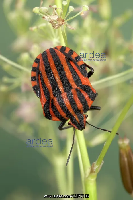 : Striped Shield Bug - on an ombellifera : Striped Shield Bug - on an ombellifera
