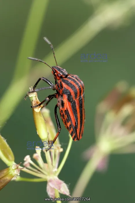 : Striped Shield Bug - on an ombellifera : Striped Shield Bug - on an ombellifera