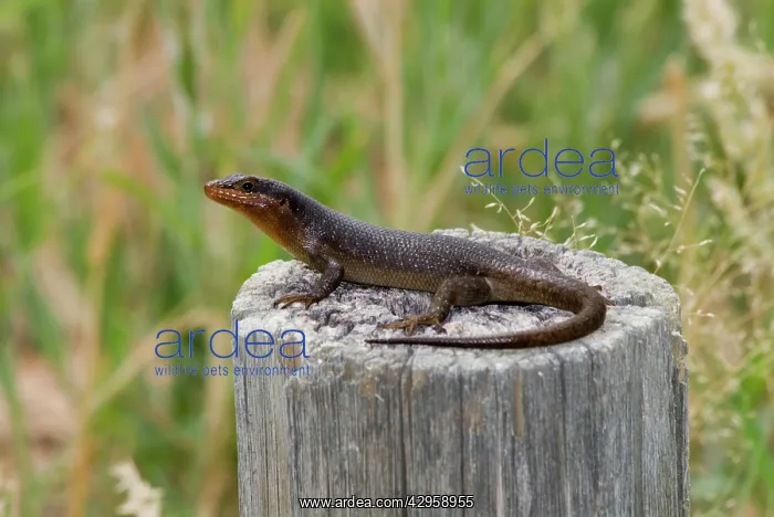 : Striped Skink basking : Striped Skink basking
