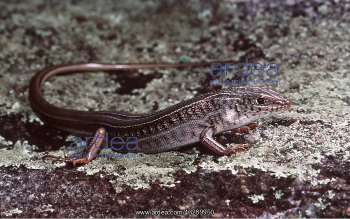 : Striped Skink / Lizard : Striped Skink / Lizard