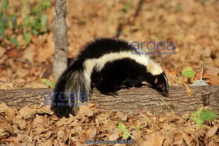 : Striped Skunk : Striped Skunk